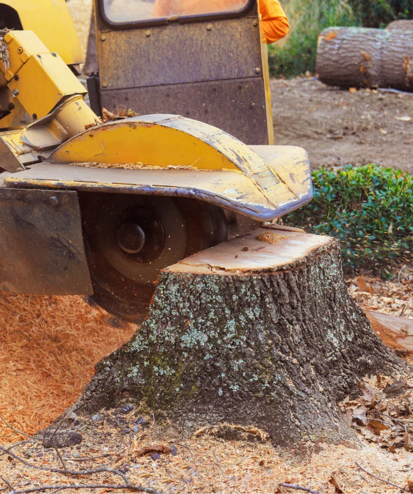 StumpRemovalServices Indianapolis,IN