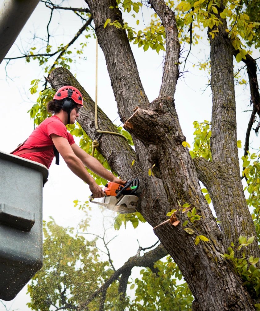 TreeTrimmingServices Indianapolis,IN
